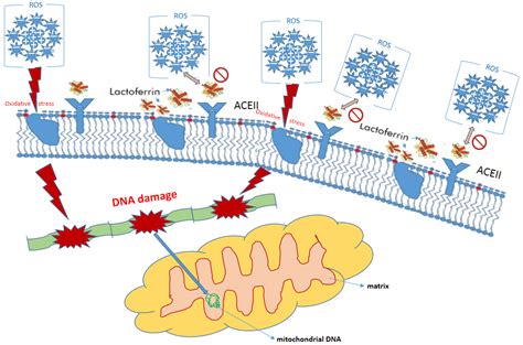 Molecules Free Full Text The Lactoferrin Phenomenona Miracle Molecule