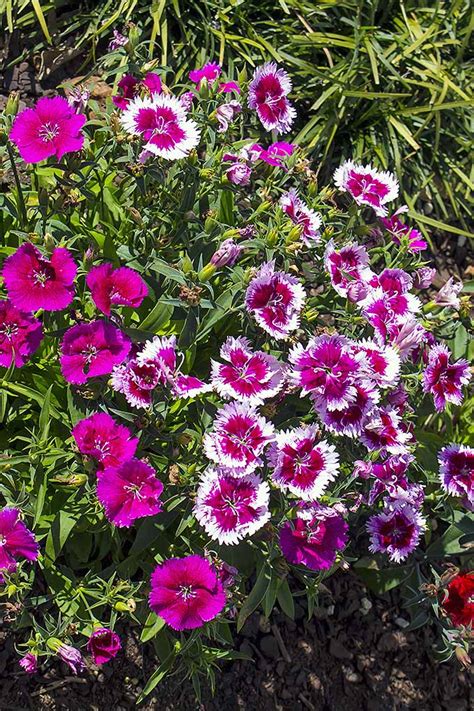 The Best Tips For Pruning Perennials In Spring And Fall Gardener’s Path