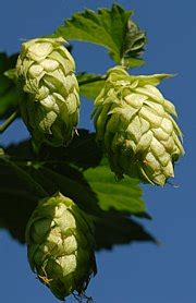 Hopfen Humulus Lupulus Als Heilpflanze Awl Ch