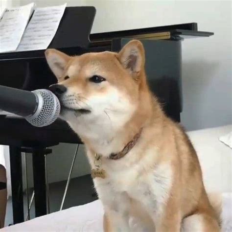 Voice of an Angel Dog: Cute Dog Sitting in Front of a Microphone