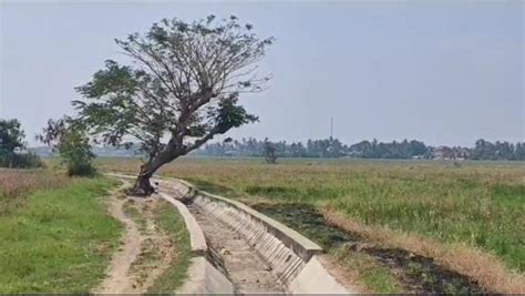 Sawah Seluas 993 Hektare Di Kabupaten Serang Terdampak Kekeringan