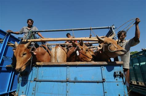 PERMINTAAN SAPI QURBAN MENINGKAT ANTARA Foto