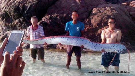 Rare Sea Creatures Found After Tsunami