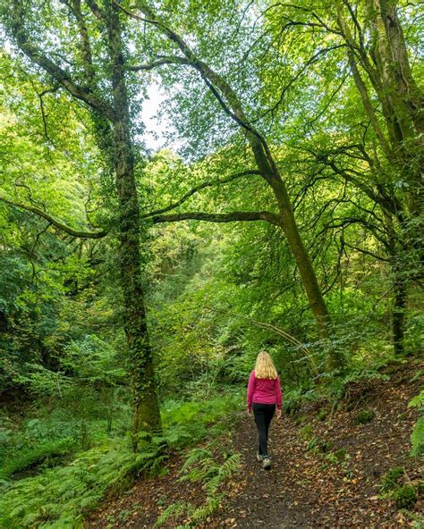 Pengelli Forest A Gorgeous Easy Circular Walk Through Ancient Woodland