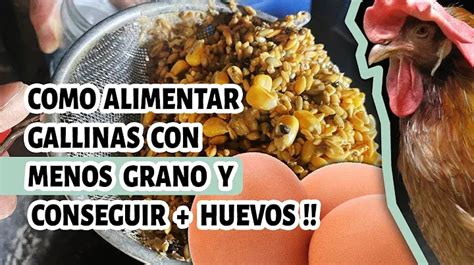 Cómo Evitar que las Gallinas se Coman los Huevos Estrategias y