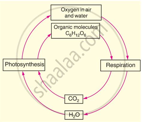 Diagram Of Oxygen Cycle