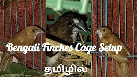 Bengali Finches Cage Setup In Tamil Youtube