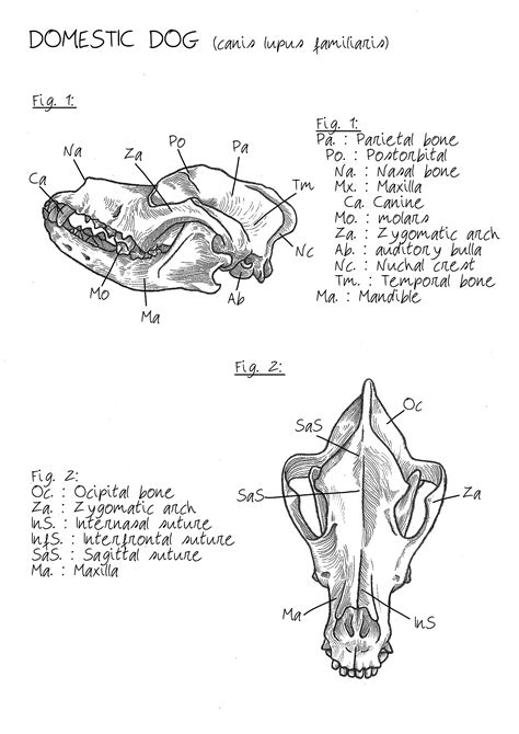 Dog skull anatomy reference I made : r/bonecollecting