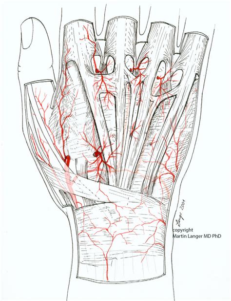 Pdf Skin Arteries Hand Dorsal 2001