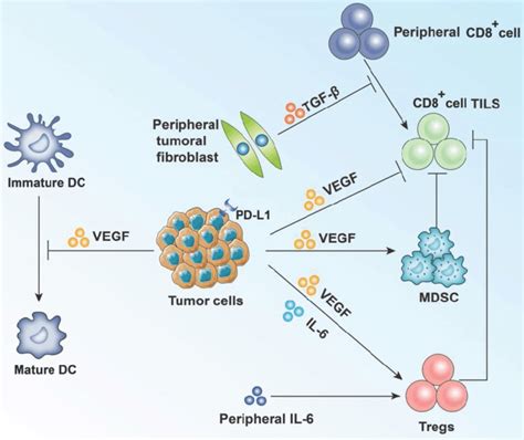 Summary Of Effect Of Vegf And Other Main Cytokines On Tumor Cells And