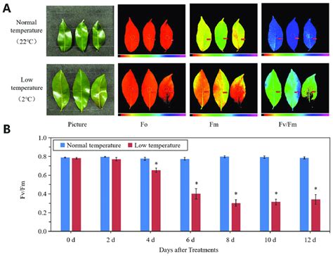 Changes In Leaf Chlorophyll Fluorescence Parameters Under Normal And