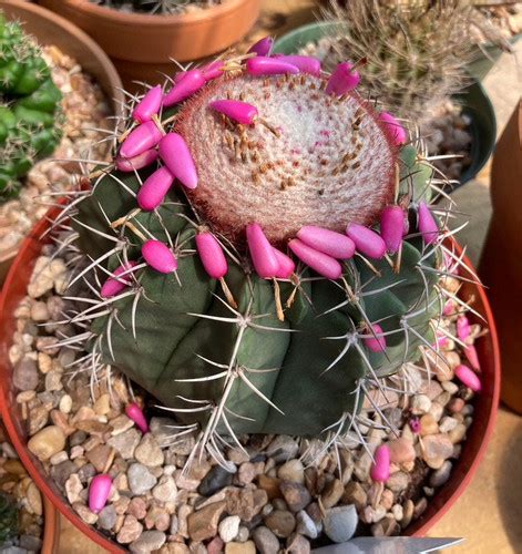 Seed Melocactus Concinnus 25 50 Seeds 2025 Echos Cands Garden