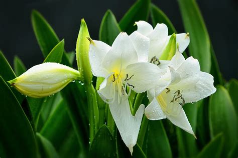 White Lilies White Beautiful Beauty Nice Fragrance Leaves Pretty