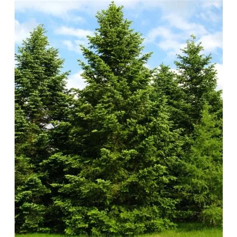 Abies Nordmanniana C Brad