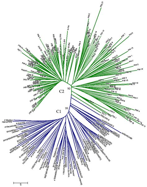 Neighbor Joining Dendrogram Showing Genetic Relationship Among Wild