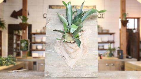 How To Mount A Staghorn Fern Sunset YouTube