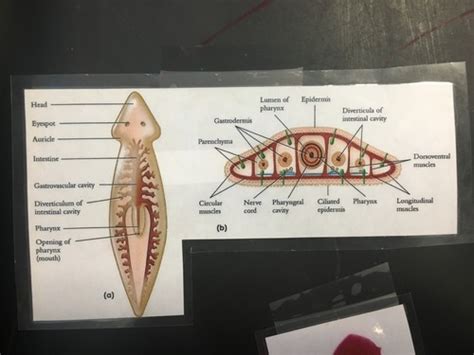 Classification Cnidaria And Platyhelminthes Flashcards Quizlet