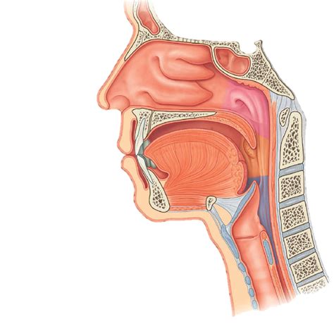 Pharynx & Larynx - Anatomy Diagram | Quizlet