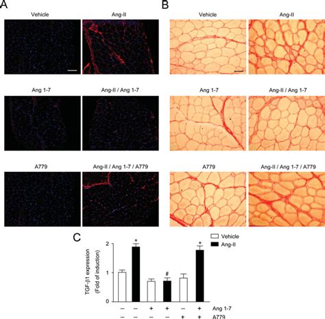 Ang Decreases Tgf And Fibronectin Levels Induced By Angii In