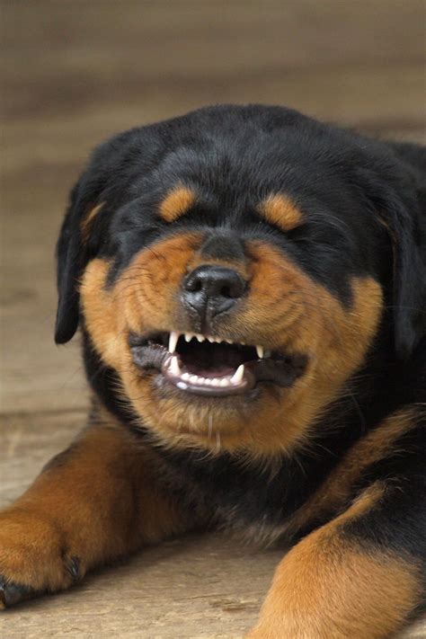 Angry Rottweiler