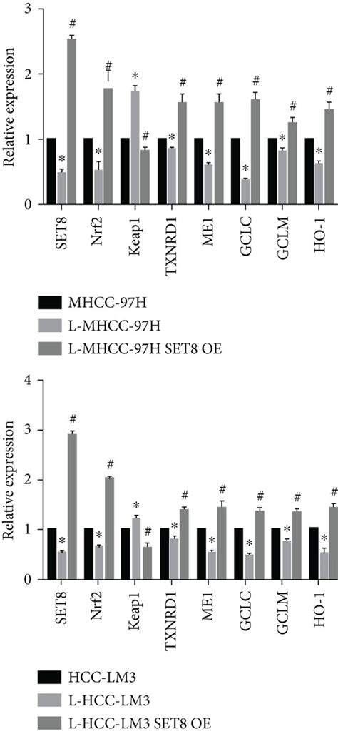 Role Of Set In Hcc Cell Viability And Apoptosis In Response To