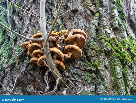 Mushrooms Grow On The Trunk Of A Large Tree With Green Moss Tree