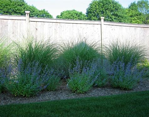 Tall Grasses For Privacy Fence Shares The Best Screening Plants To Add Privacy To