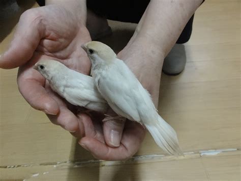 桜文鳥 十姉妹｜レオパ・手乗りインコなど鳥の販売は山口県の田布施バード