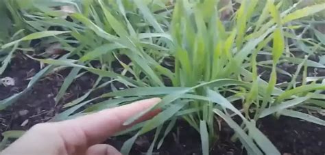 When to Plant Winter Rye? - GardenProfy