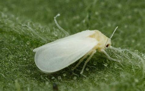 MOSCA BLANCA QUÉ ES DAÑOS CAUSADOS Y CONTROL