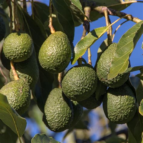 Hass Avocado Tree For Sale - From The Garden