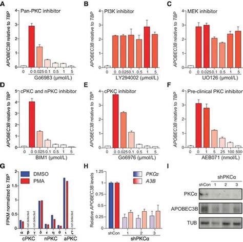 The Pkcnf κb Signaling Pathway Induces Apobec3b Expression In Multiple