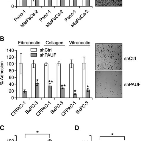 Pauf Enhances The Formation Of Focal Adhesions A Immunofluorescence