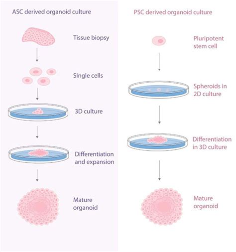 Organoid culture & stem cells - all infos - LubioScience