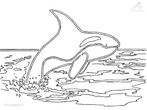 Killer Whale Coloring Page