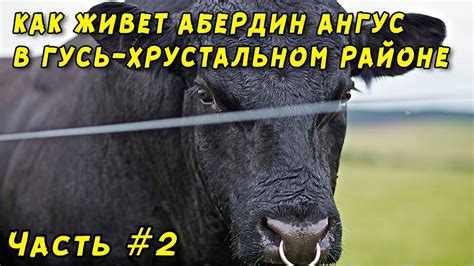 Модный абердин ангус обосновался в Гусь-Хрустальном районе - YouTube