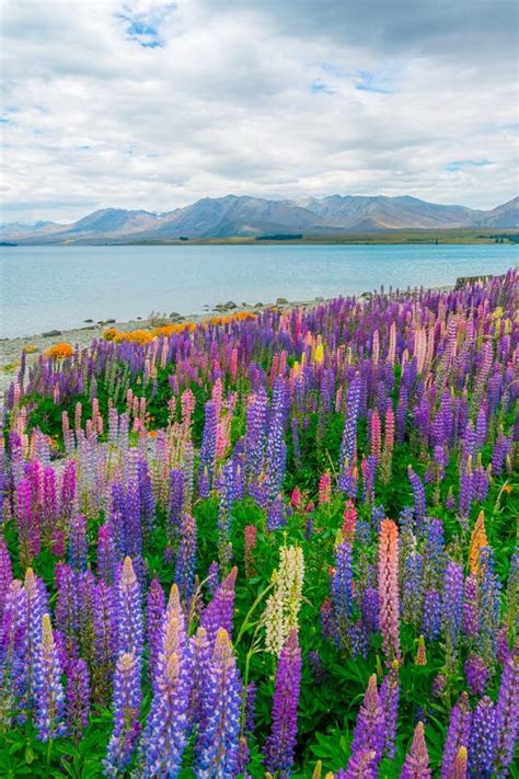 Paisaje En El Campo Del Altramuz De Tekapo Del Lago En Nueva Zelanda