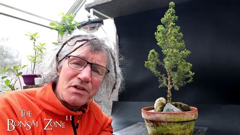 Pruning My Alberta Spruce The Bonsai Zone April 2024 Youtube