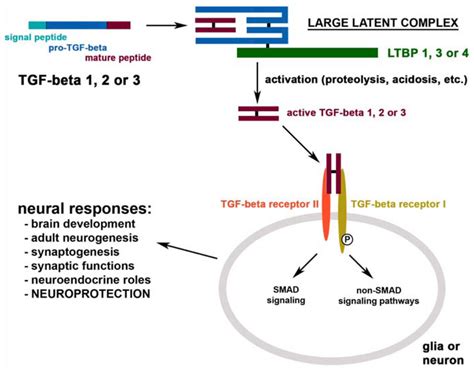 Ijms Free Full Text The Neuroprotective Functions Of Transforming