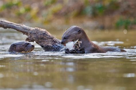 Free Photo | Giant river otter in the nature habitat