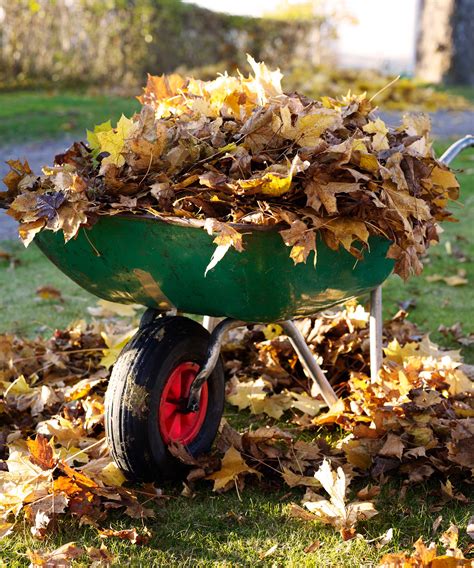 Expert Tips For Cleaning Up Leaves Like A Pro Gardeningetc