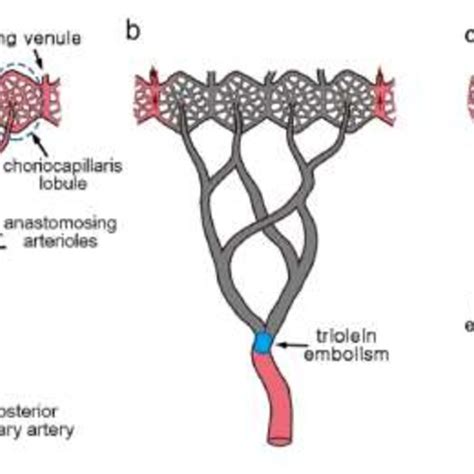 1. Anatomy of the choroid: In this diagram the anatomy of the choroid ...