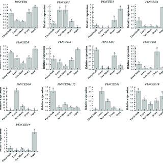 Relative Expression Level Of Pbnced Genes In Different Tissues