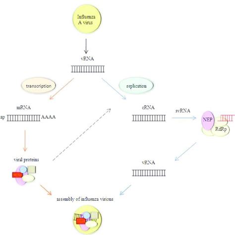 Schematic Diagram Of The Influenza Virus Life Cycle Single Stranded Rna