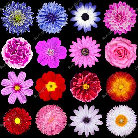 Red, Pink, Purple, Blue and White Flowers Isolated on Black — Stock ...