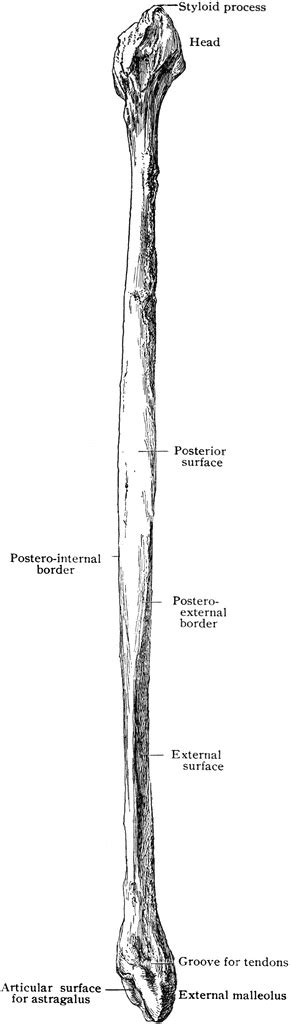 Styloid Process Of Fibula