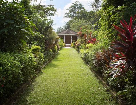 Backyard garden stock photo. Image of nature, garden, green - 7331192