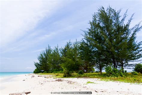 Photo Of Casuarina Trees On Beach Pulau Kalampunian Besar Pulau Tiga