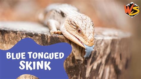 Scales And Surprises Unveiling The Secrets Of Blue Tongued Skinks