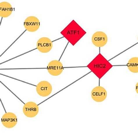 Transcription Regulatory Network Of Degs Construction Of Transcription